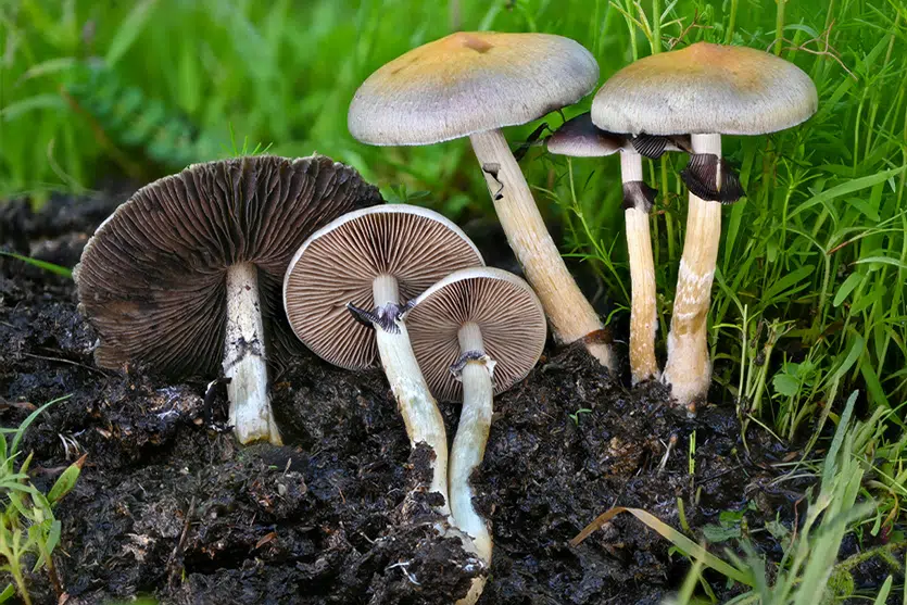 Buy Brazilian Cubensis Mushrooms
